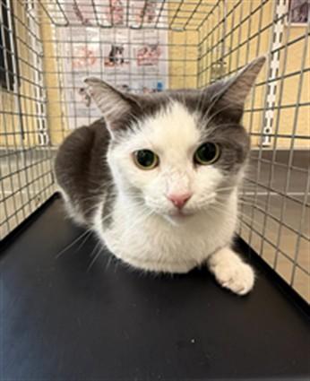 ANNABELLE, Adoptable, Young Female Domestic Short Hair.