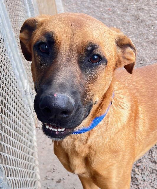 Enlarge Chumley, a Adoptable mixed breed in Webster, WI image 1/3