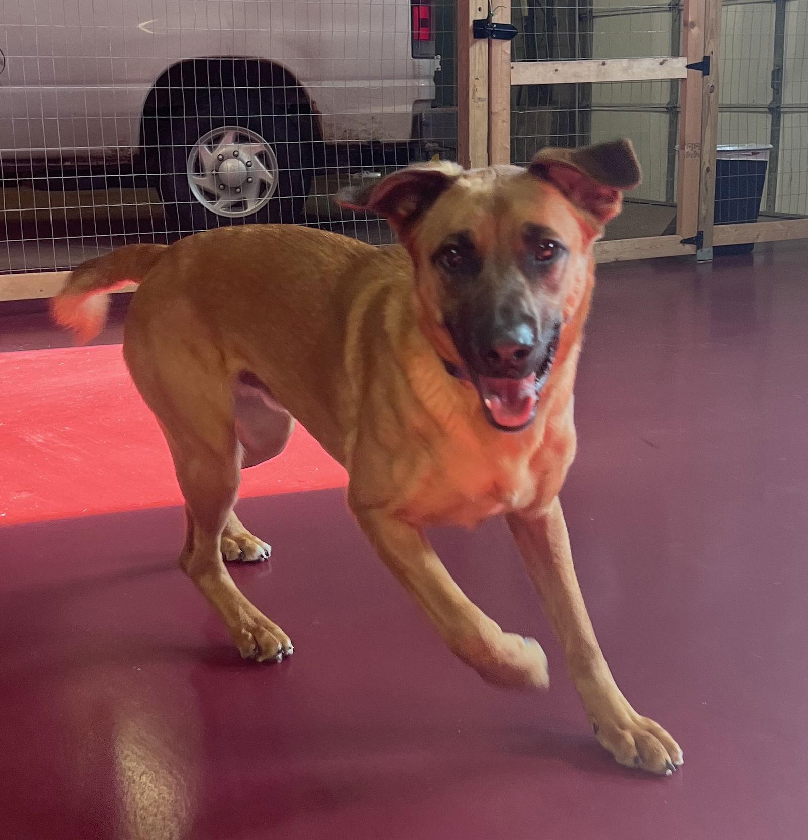 Enlarge Chumley, a Adoptable mixed breed in Webster, WI image 1/3