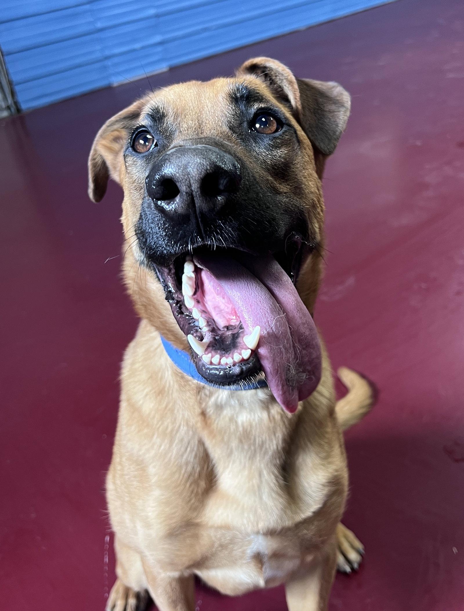 Chumley, Adoptable, Young Male German Shepherd Dog & Boxer.