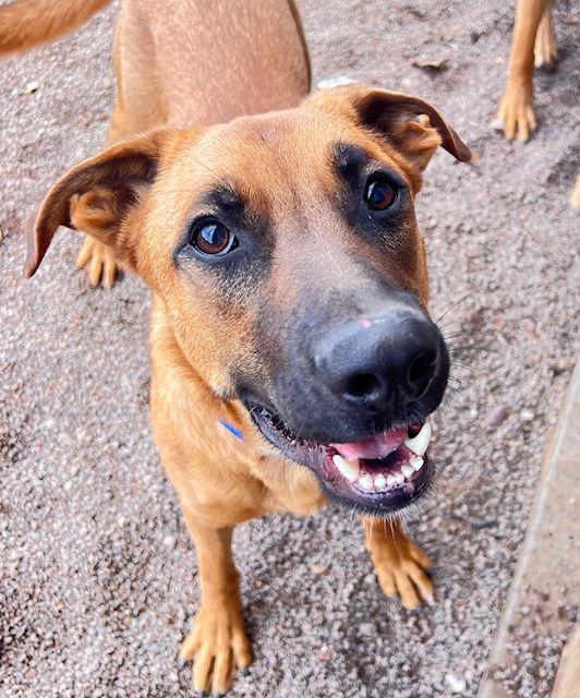Enlarge Chumley, a Adoptable mixed breed in Webster, WI image 2/3