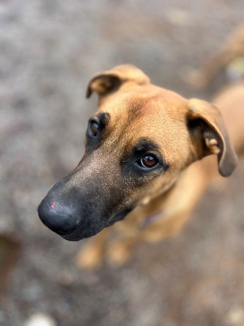 Enlarge Chumley, a Adoptable mixed breed in Webster, WI image 3/3