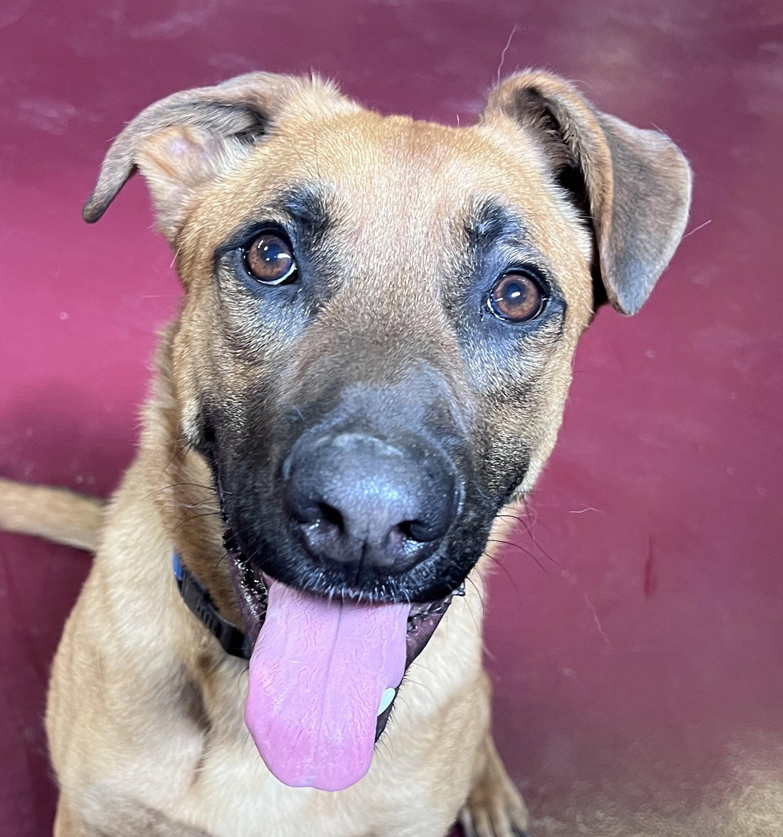 Enlarge Chumley, a Adoptable mixed breed in Webster, WI image 3/3