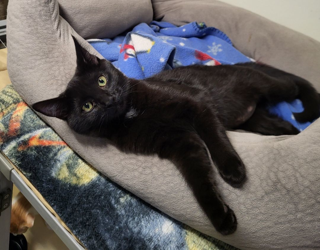 Enlarge Pepper, a Adoptable Domestic Short Hair in Lodi, CA image 1/1