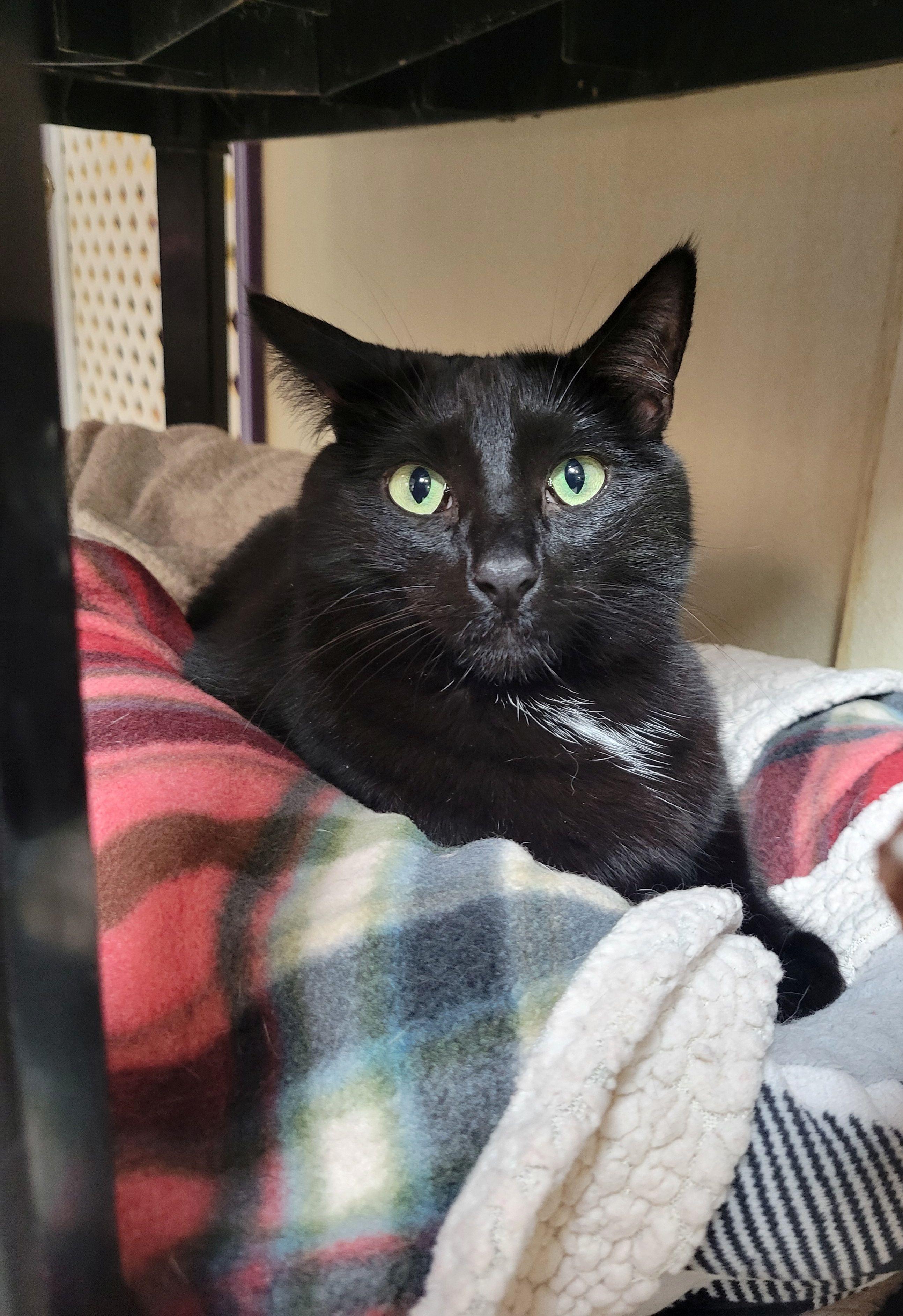 Pepper, a Adoptable Domestic Short Hair in Lodi, CA image 1/2