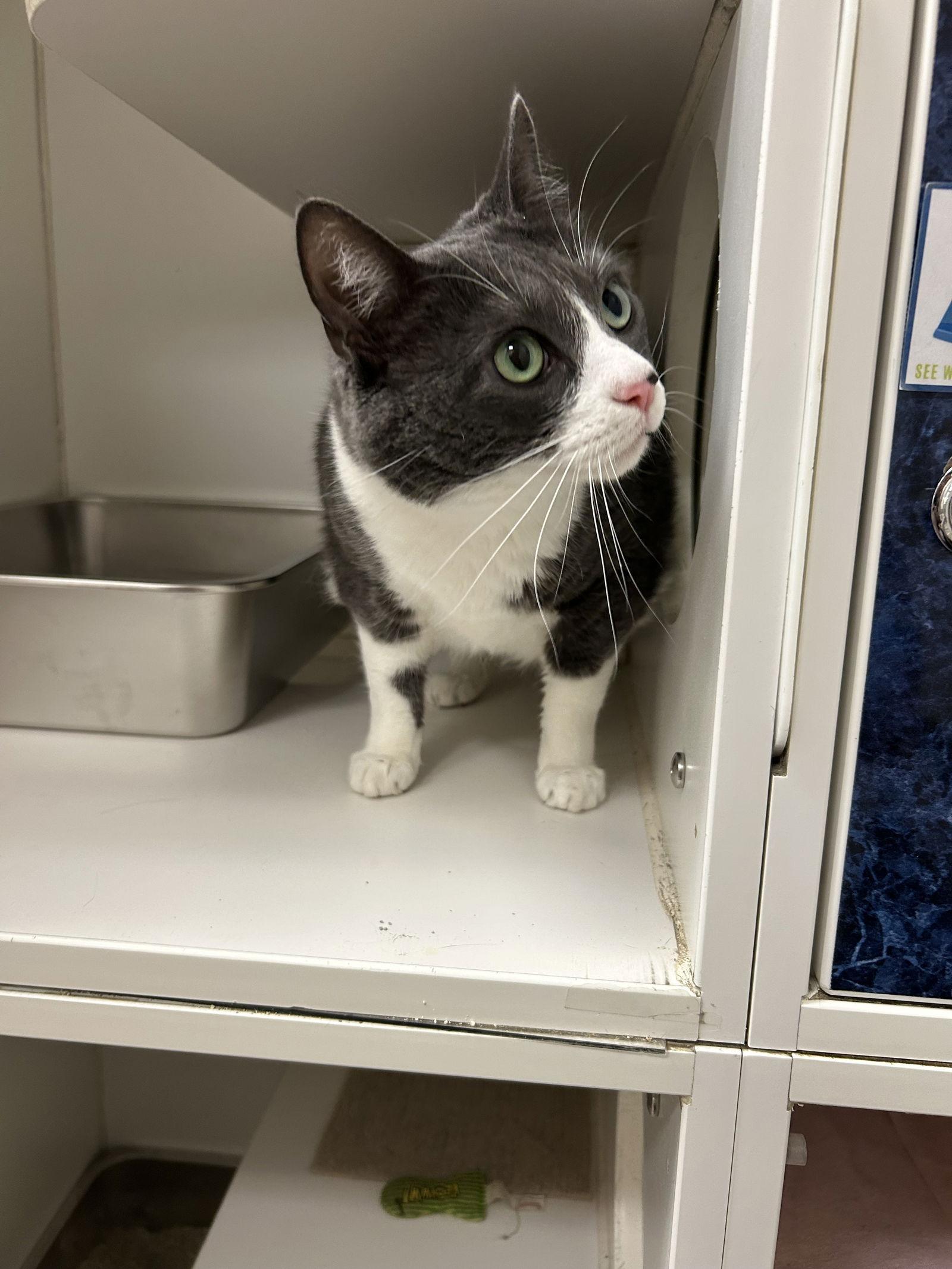 Pepper, Adoptable, Adult Female Domestic Short Hair.