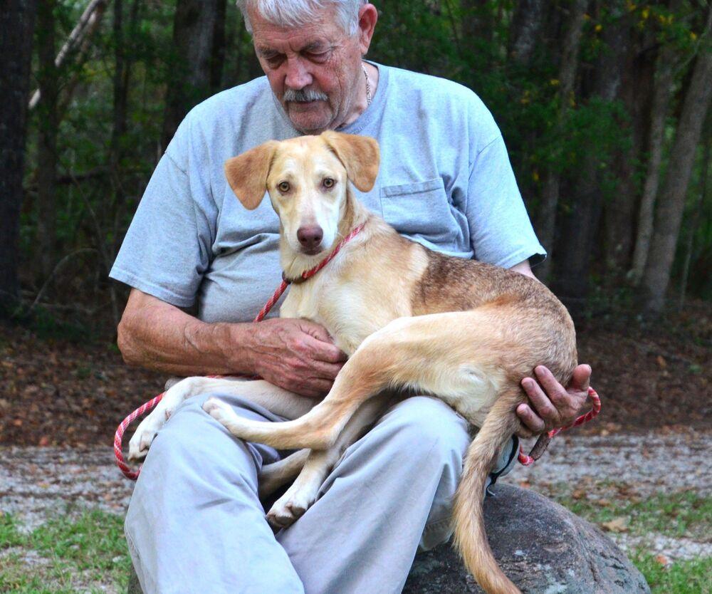 Hazel, Adoptable, Young Female Labrador Retriever & Hound.