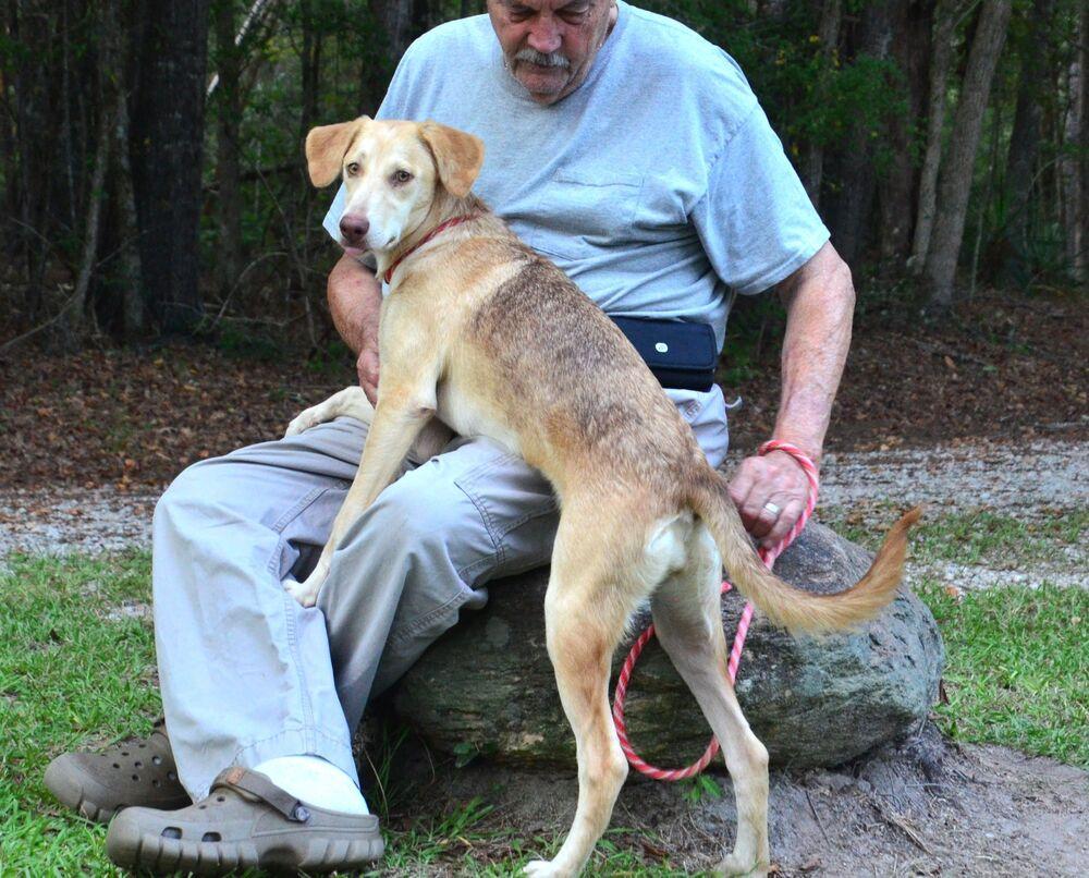 Enlarge Hazel, a Adoptable mixed breed in Willingboro, NJ image 2/6