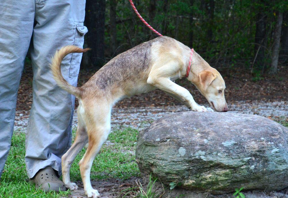Enlarge Hazel, a Adoptable mixed breed in Willingboro, NJ image 3/6