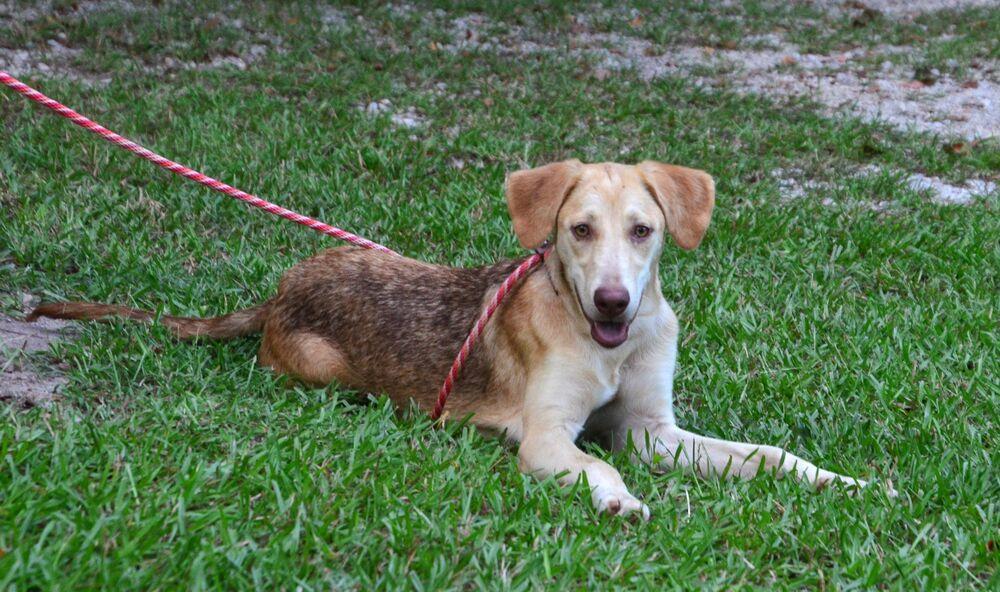 Enlarge Hazel, a Adoptable mixed breed in Willingboro, NJ image 4/6