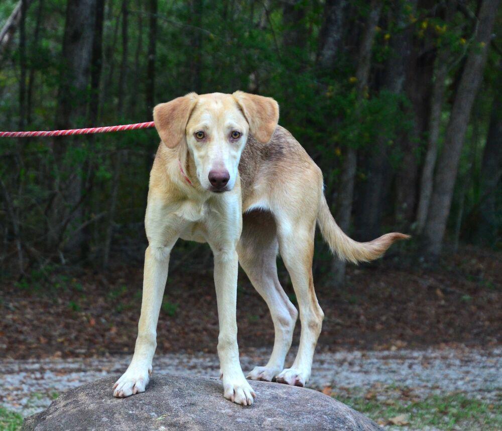 Enlarge Hazel, a Adoptable mixed breed in Willingboro, NJ image 5/6