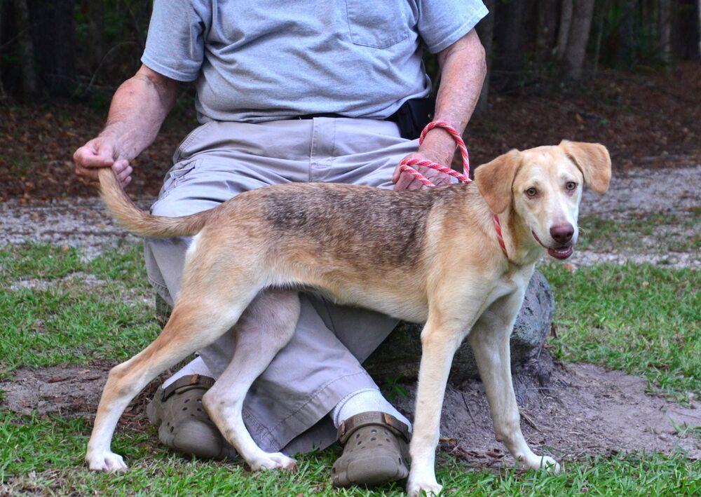 Enlarge Hazel, a Adoptable mixed breed in Willingboro, NJ image 6/6