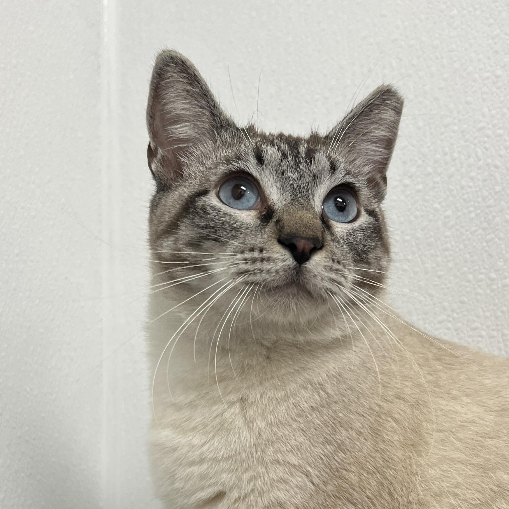 Fennel, an adopted mixed breed in Palmetto, FL image 1/6