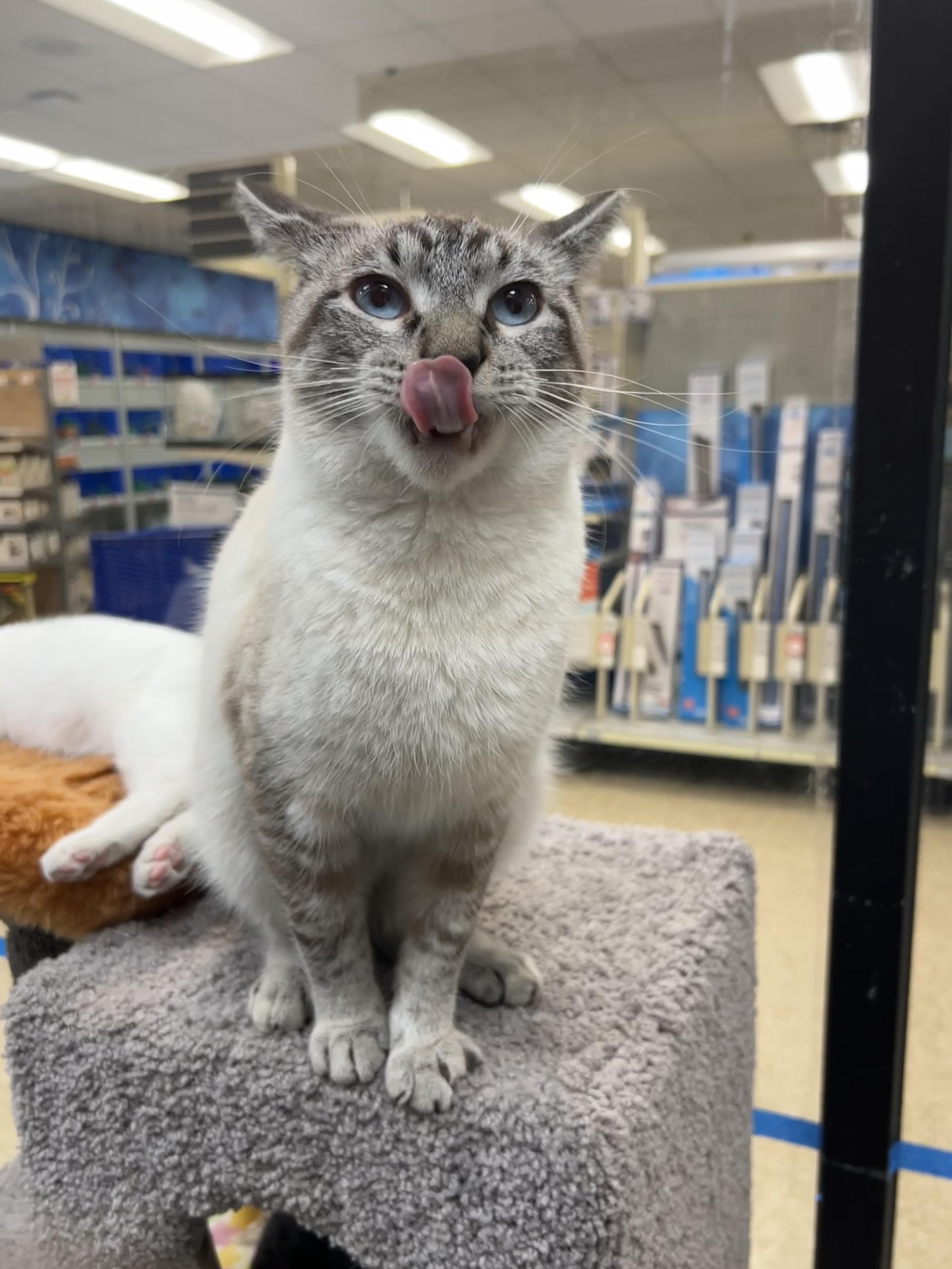 Fennel, an adopted mixed breed in Palmetto, FL image 5/6
