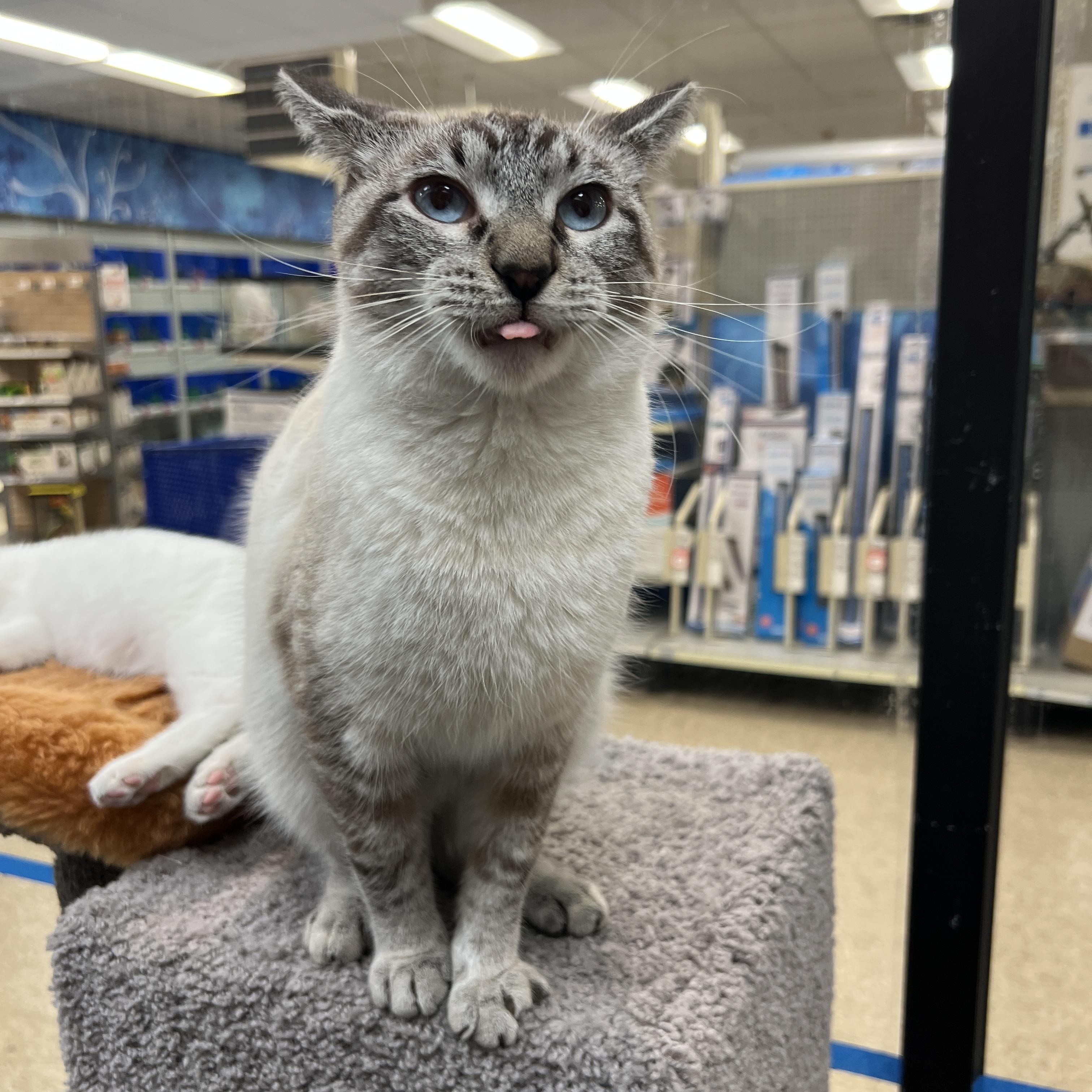 Fennel, an adopted mixed breed in Palmetto, FL image 3/6