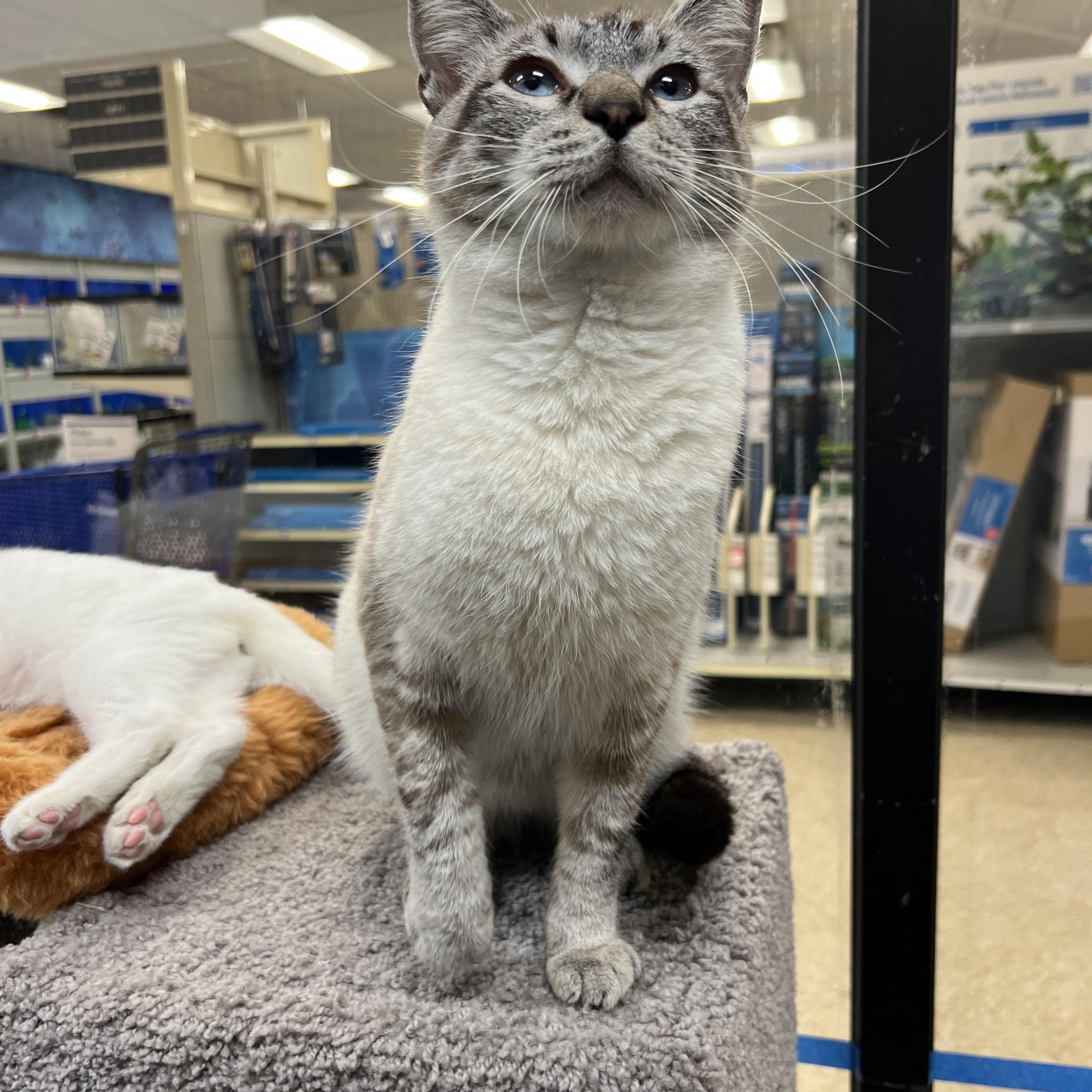 Fennel, an adopted mixed breed in Palmetto, FL image 6/6