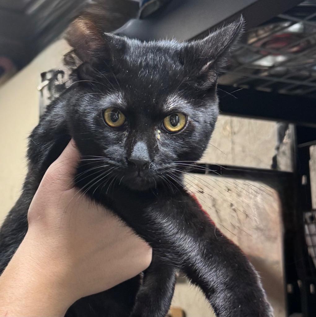 Enlarge Rowdy, a Adoptable mixed breed in Shelbyville, TN image 1/1