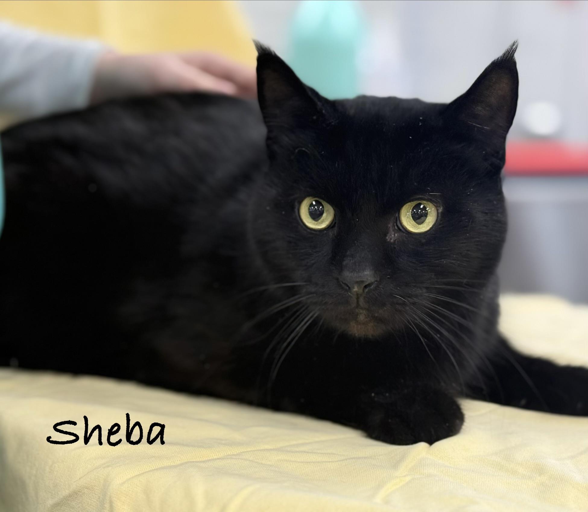 SHEBA , Adoptable, Adult Male Domestic Short Hair.