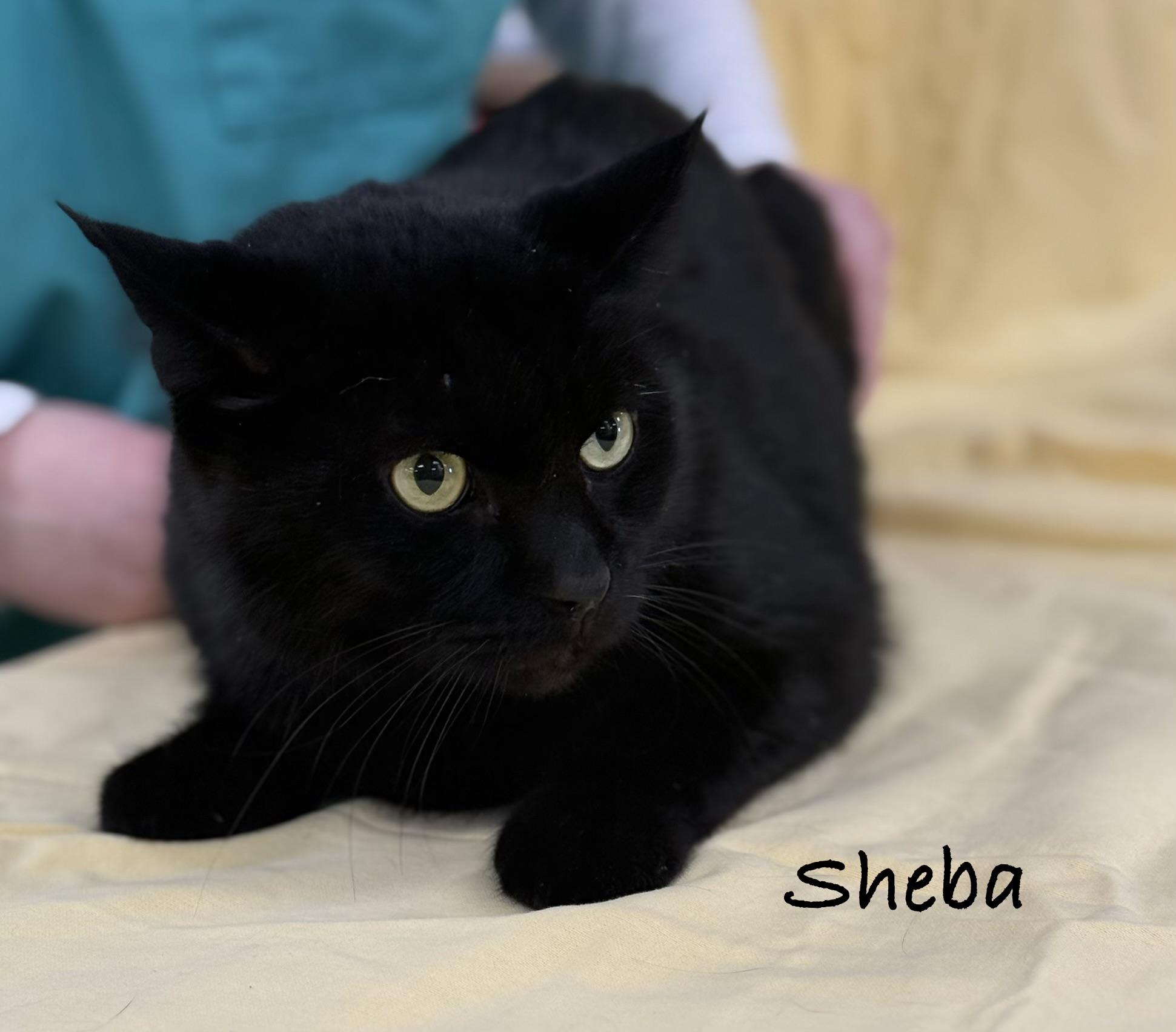 Enlarge SHEBA , a Adoptable Domestic Short Hair in Ashland, OH image 3/3