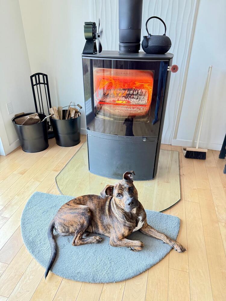 Enlarge Jack (FOSTERED LOCALLY), a Adoptable mixed breed in Leverett, MA image 1/6