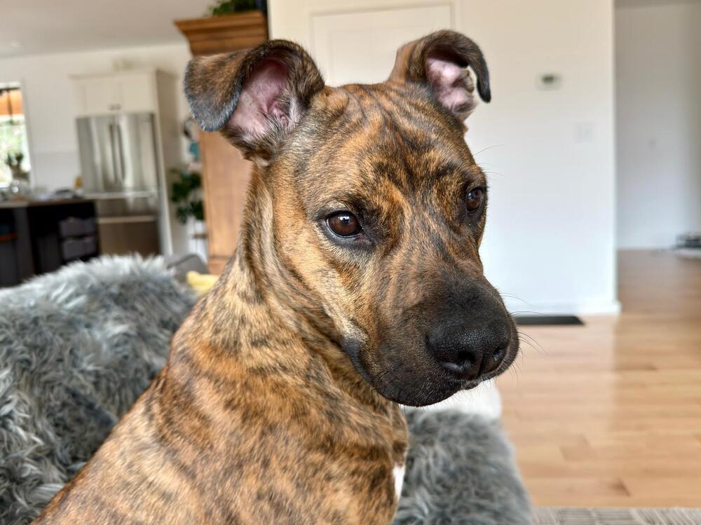 Enlarge Jack (FOSTERED LOCALLY), a Adoptable mixed breed in Leverett, MA image 2/6