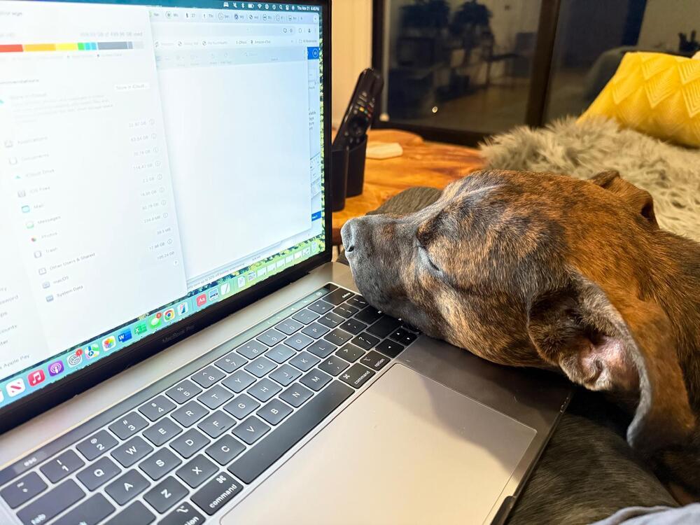 Enlarge Jack (FOSTERED LOCALLY), a Adoptable mixed breed in Leverett, MA image 3/6