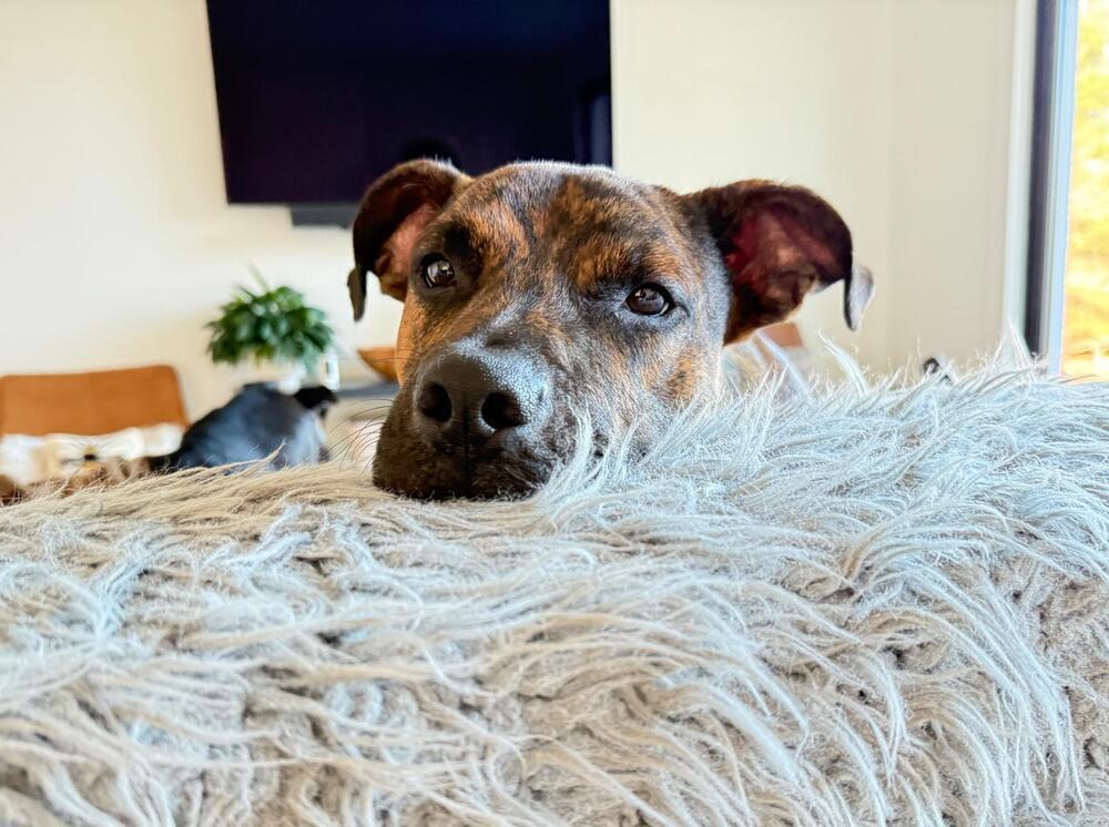 Enlarge Jack (FOSTERED LOCALLY), a Adoptable mixed breed in Leverett, MA image 4/6