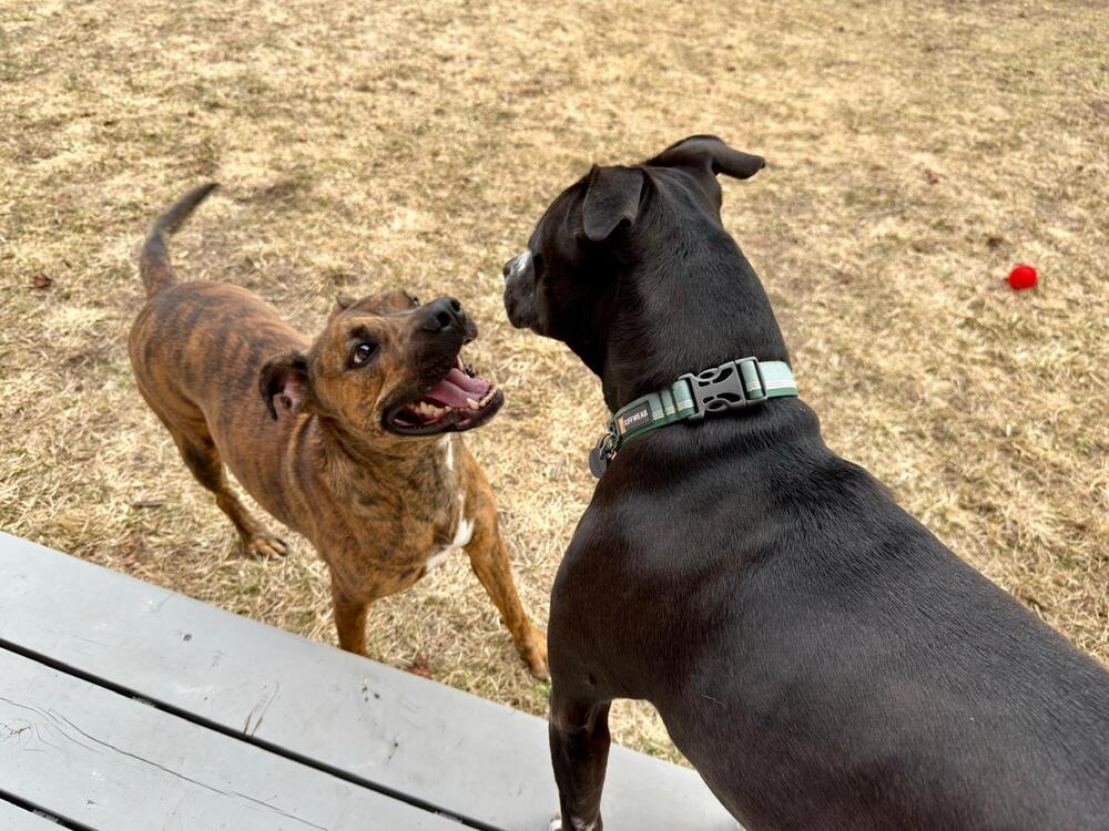 Enlarge Jack (FOSTERED LOCALLY), a Adoptable mixed breed in Leverett, MA image 5/6