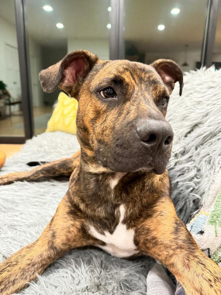 Enlarge Jack (FOSTERED LOCALLY), a Adoptable mixed breed in Leverett, MA image 6/6