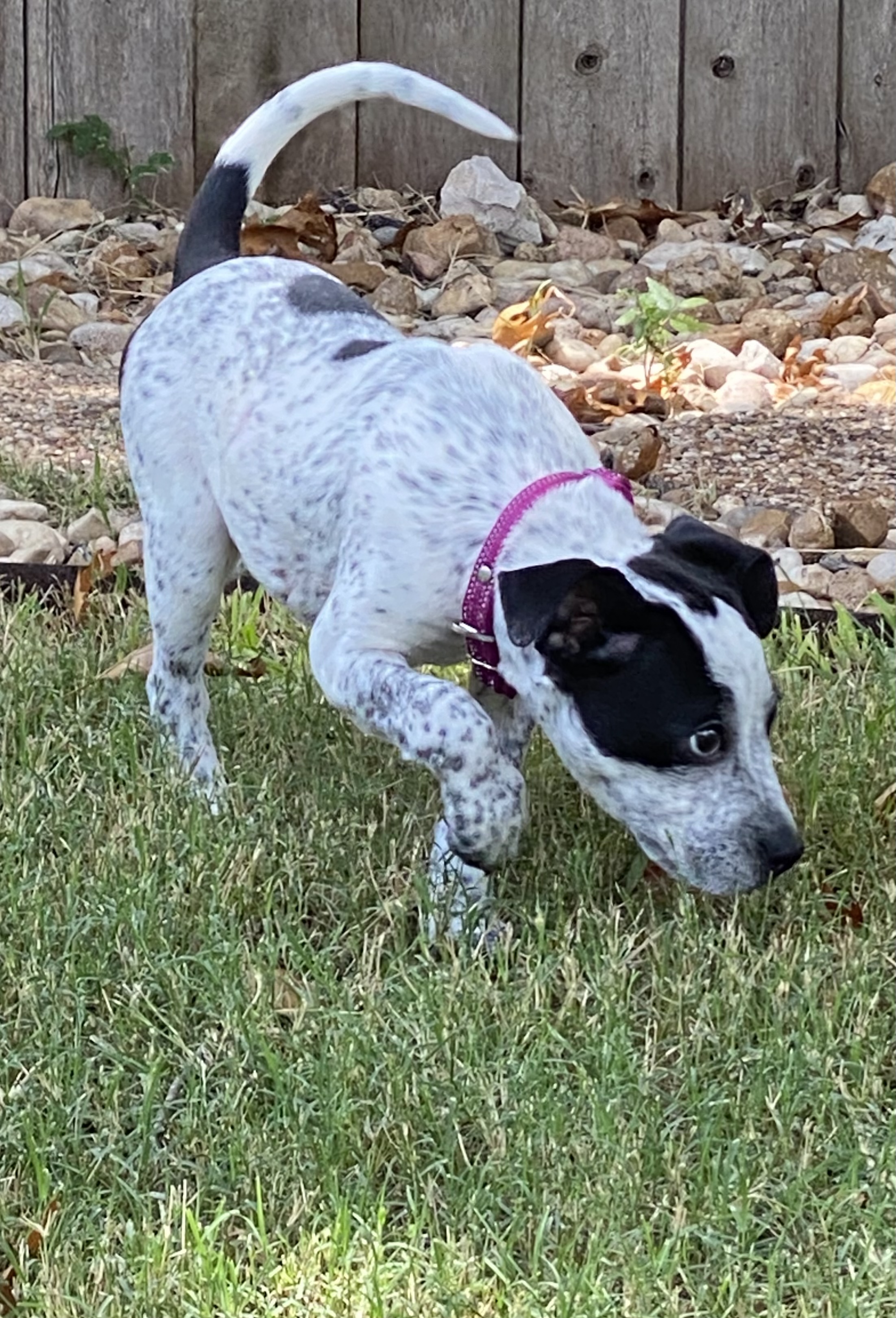 Dog for adoption Paisley, an Australian Cattle Dog / Blue Heeler