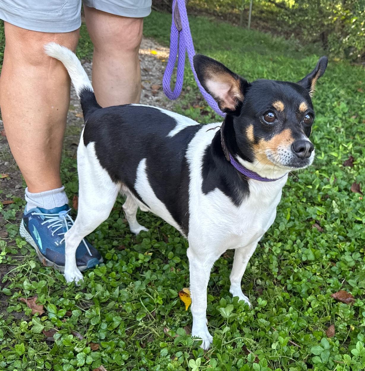 Enlarge Sawyer, a Adoptable Rat Terrier in Mobile, AL image 1/1