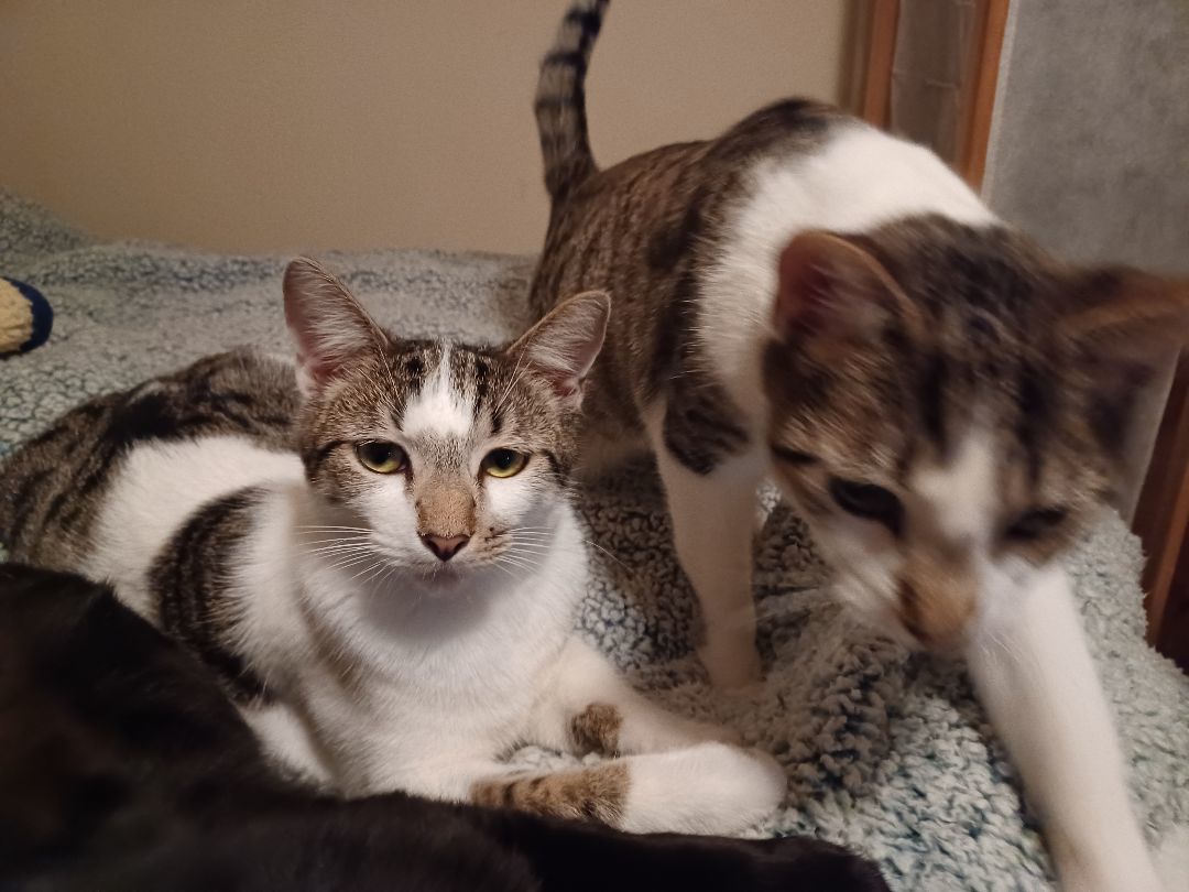 Rainer, Adoptable, Adult Male Tabby.