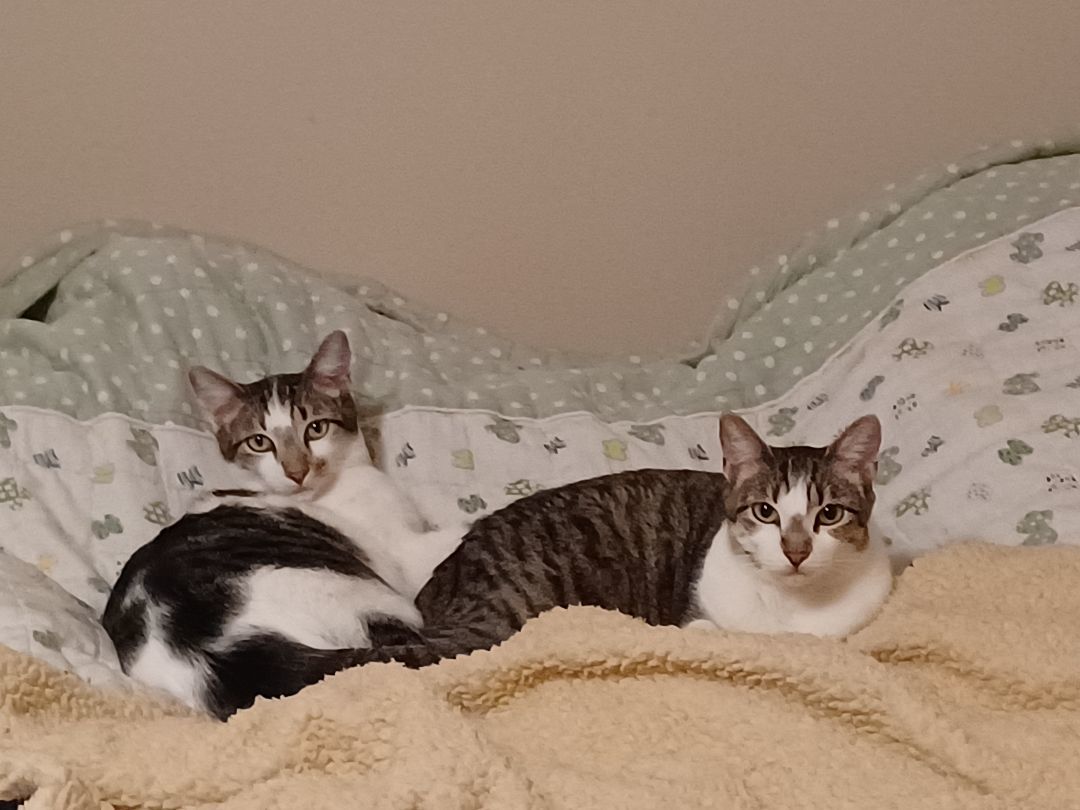 Rainer, a Adoptable Tabby in Orange, CA image 2/4