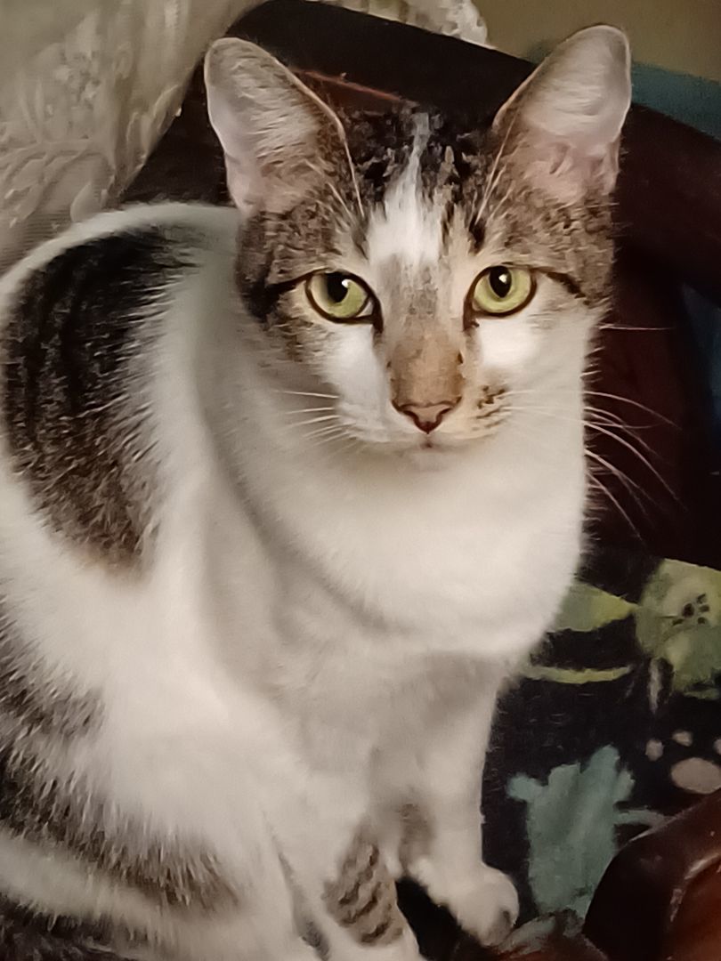 Rainer, a Adoptable Tabby in Orange, CA image 3/4