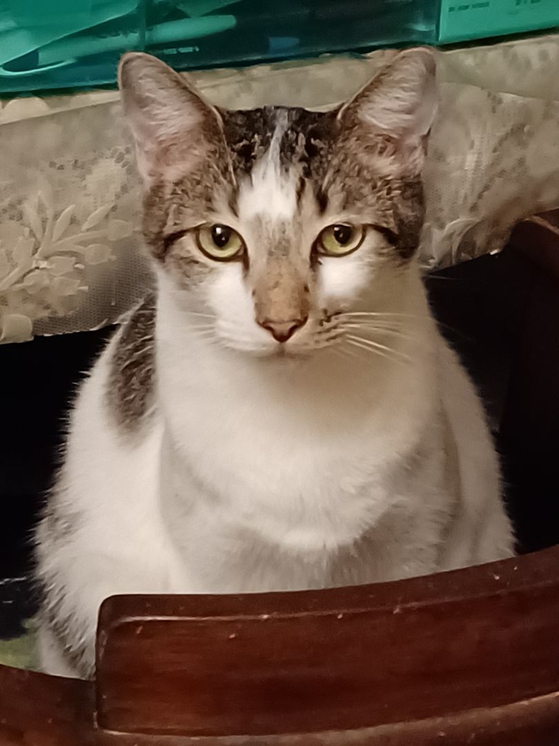 Rainer, a Adoptable Tabby in Orange, CA image 4/4