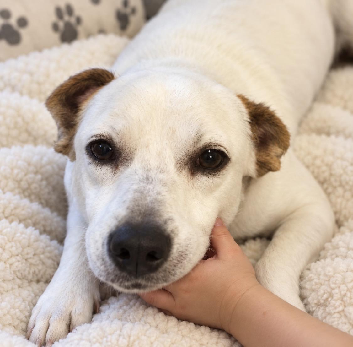 Enlarge Happy, The sweetest Mini Labrador, a Adoptable mixed breed in Cambridge, MA image 3/5