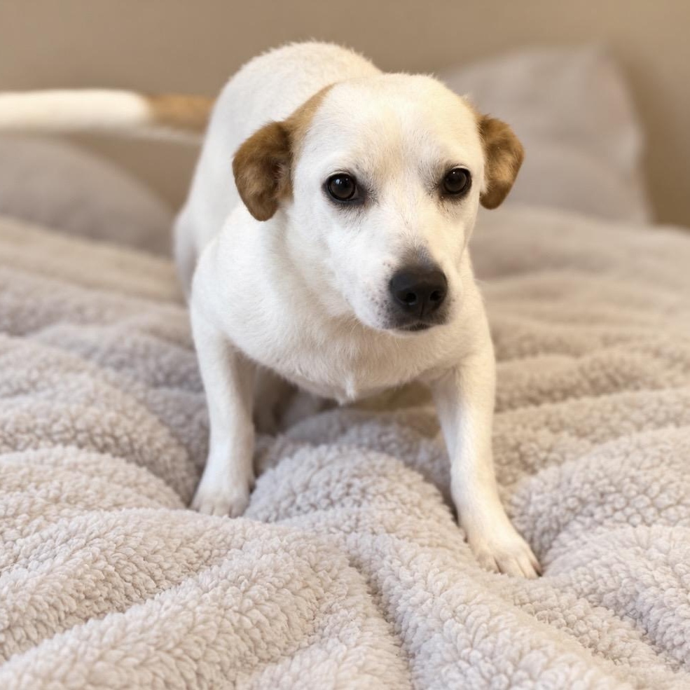 Enlarge Happy, The sweetest Mini Labrador, a Adoptable mixed breed in Cambridge, MA image 5/5