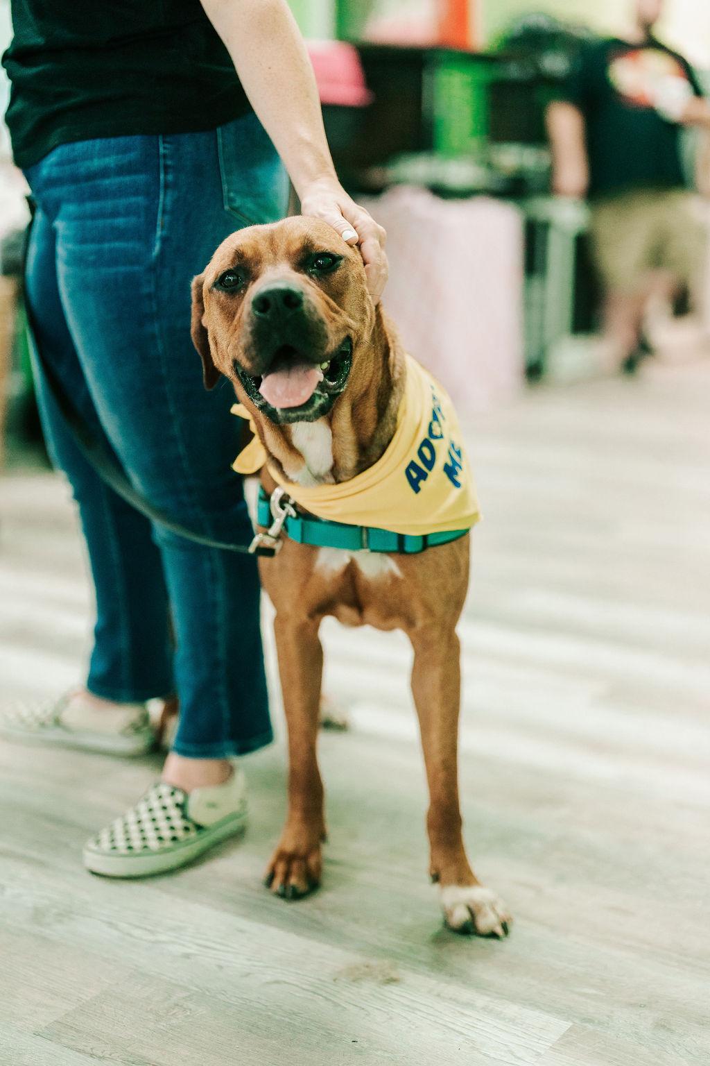 Cinnamon , ADOPTABLE, Adult Female Rottweiler.