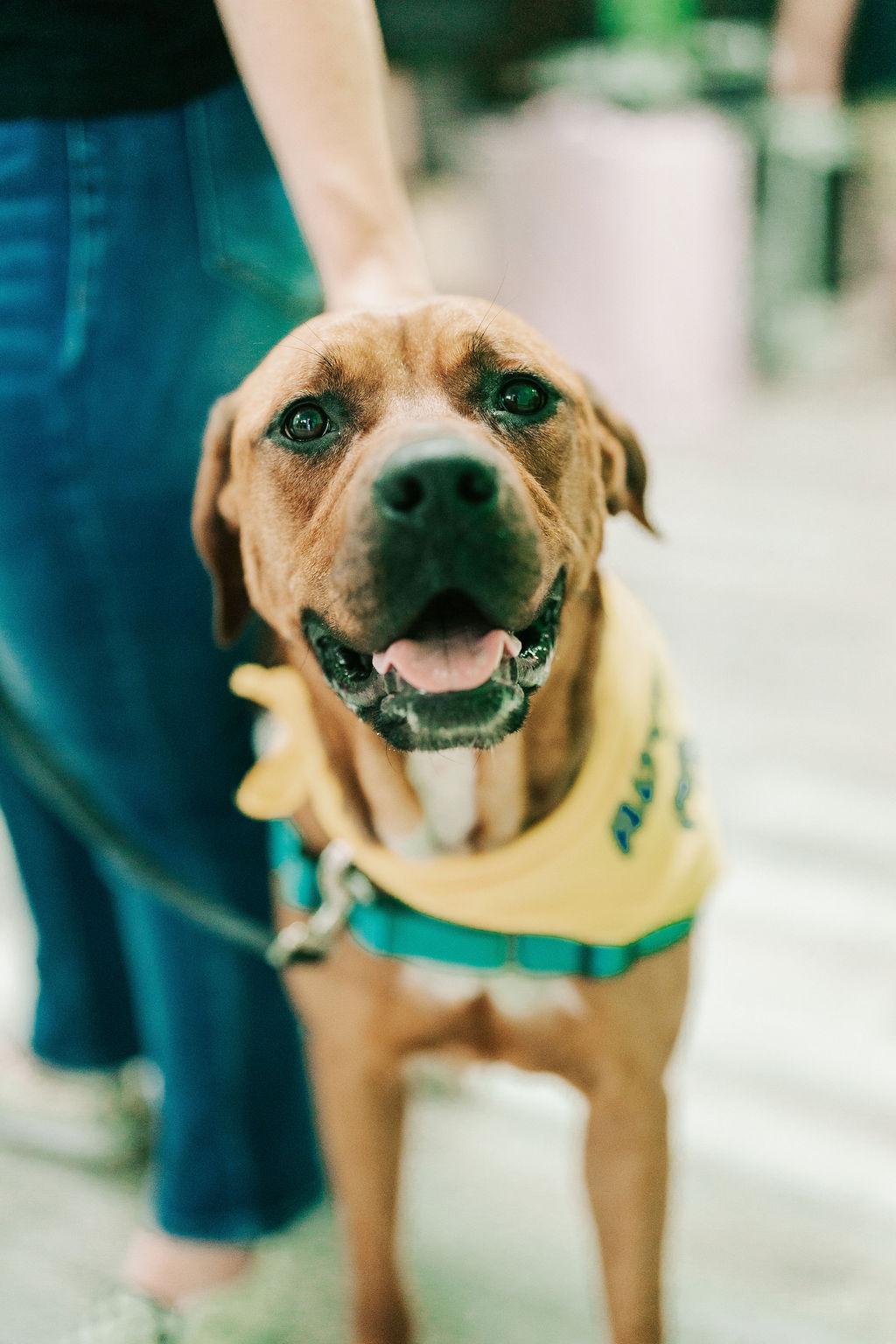 Enlarge Cinnamon , a ADOPTABLE mixed breed in Old Bridge, NJ image 2/2