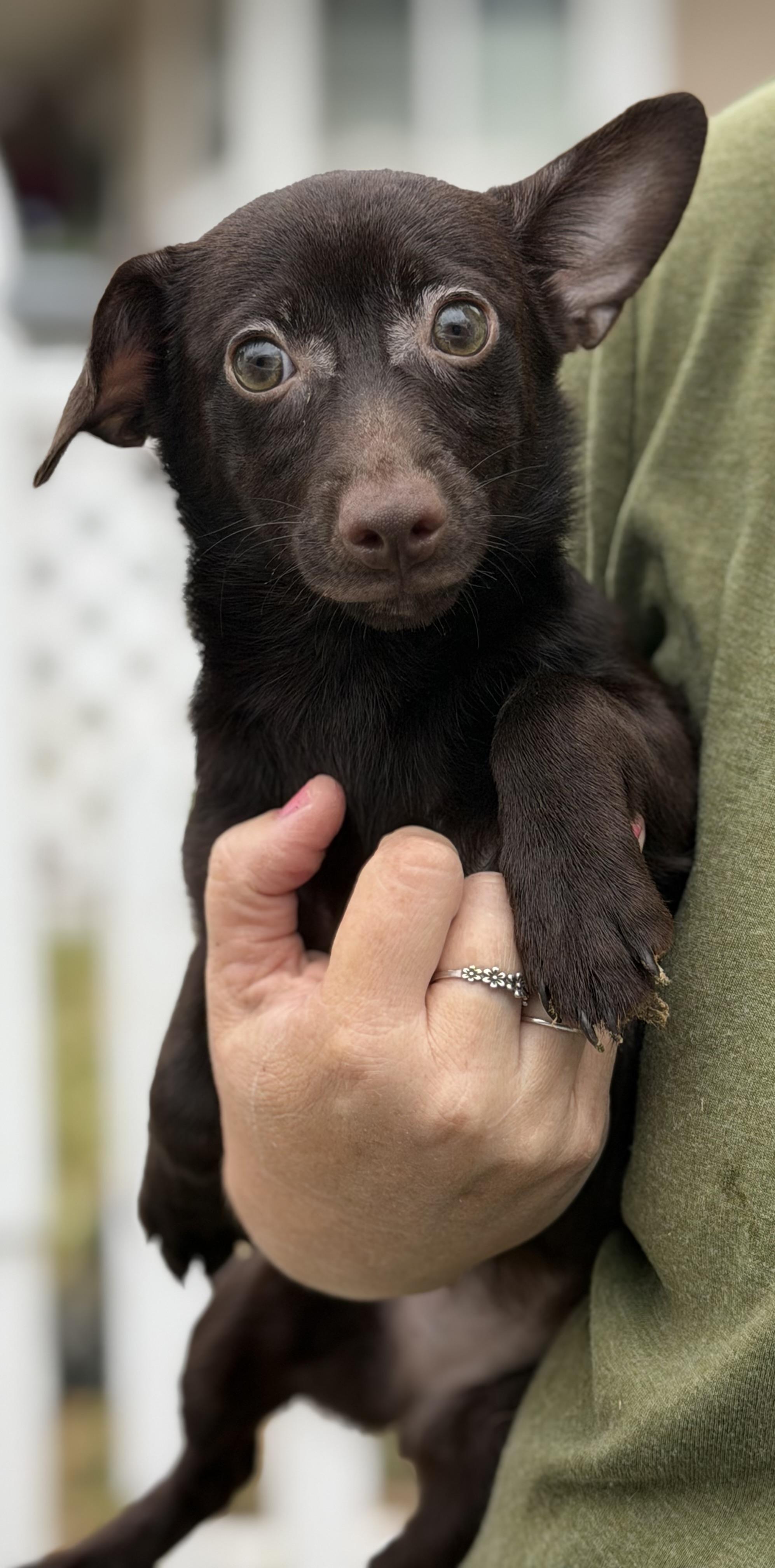 Ellie, a Adoptable mixed breed in Yuba City, CA image 1/3