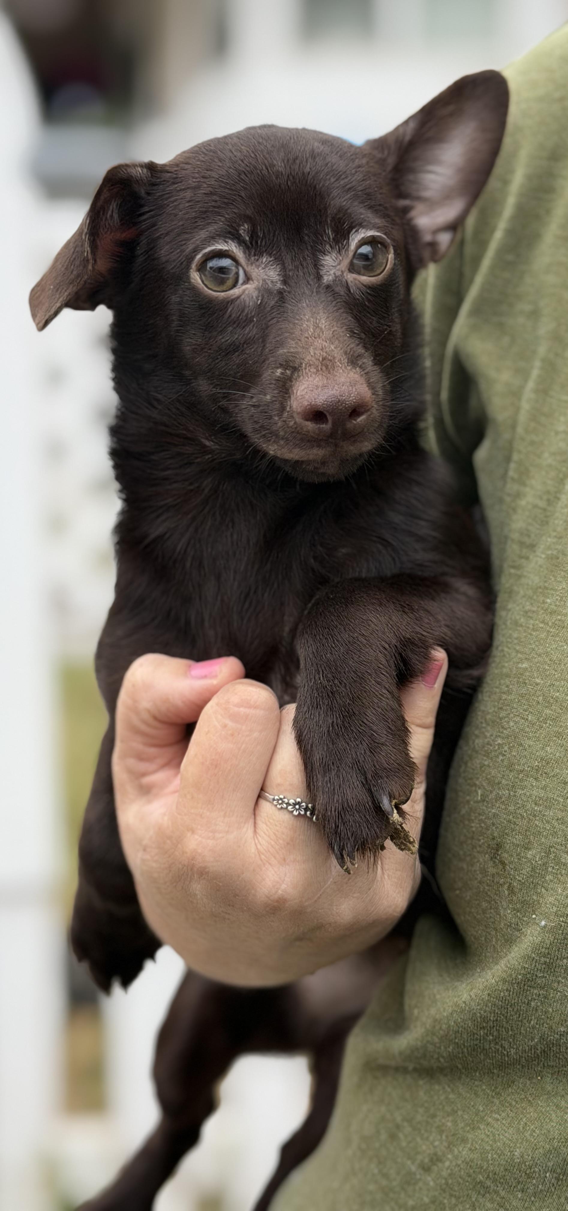 Ellie, a Adoptable mixed breed in Yuba City, CA image 3/3
