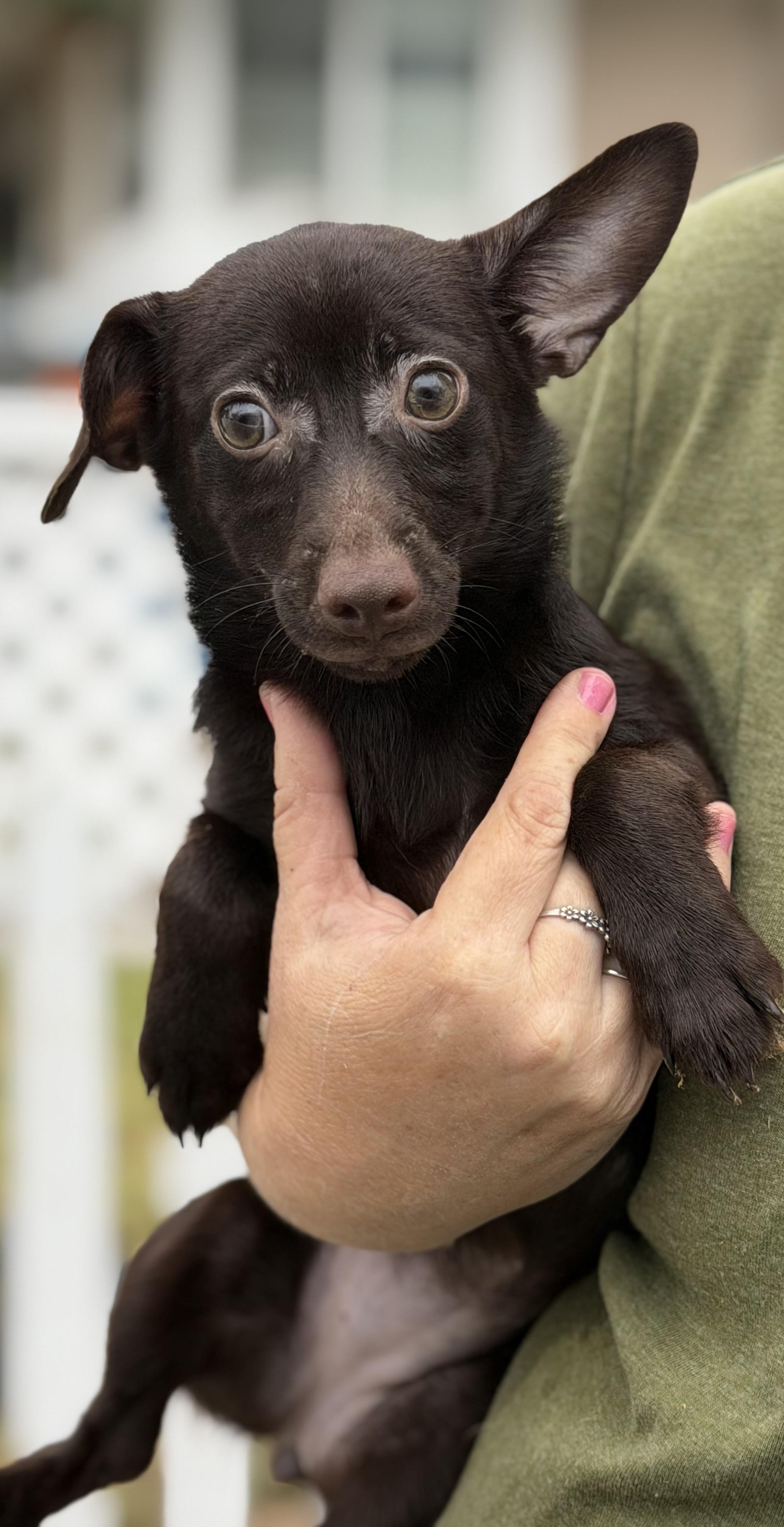 Ellie, a Adoptable mixed breed in Yuba City, CA image 2/3