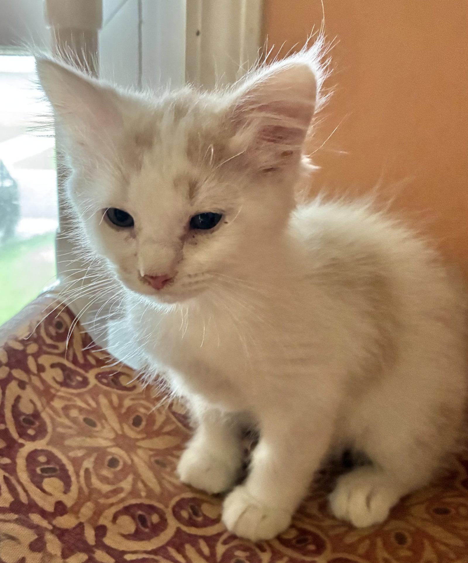 Whitey and Willa, a Adoptable Domestic Medium Hair in Shawnee, KS image 1/3