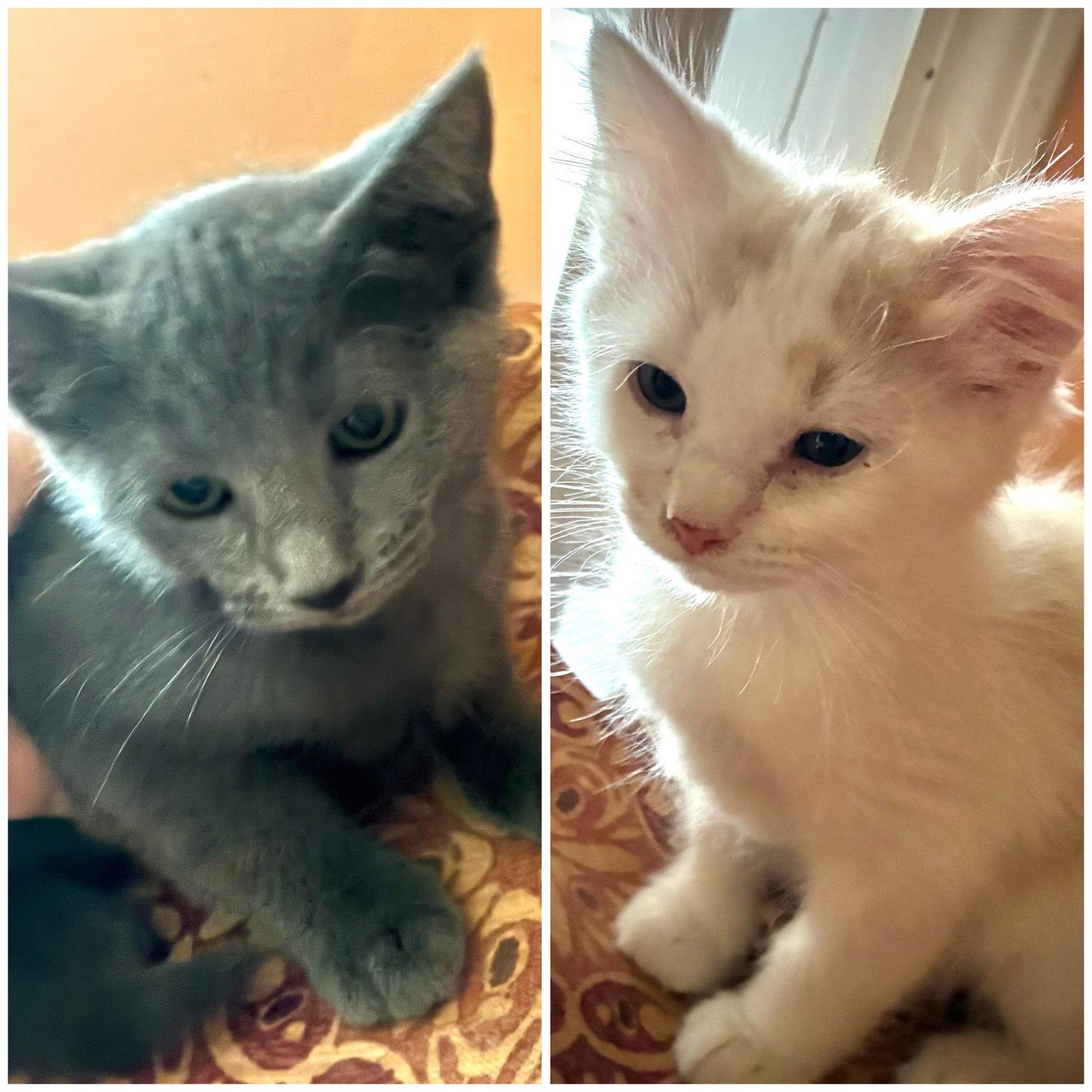 Whitey and Willa, a Adoptable Domestic Medium Hair in Shawnee, KS image 3/3