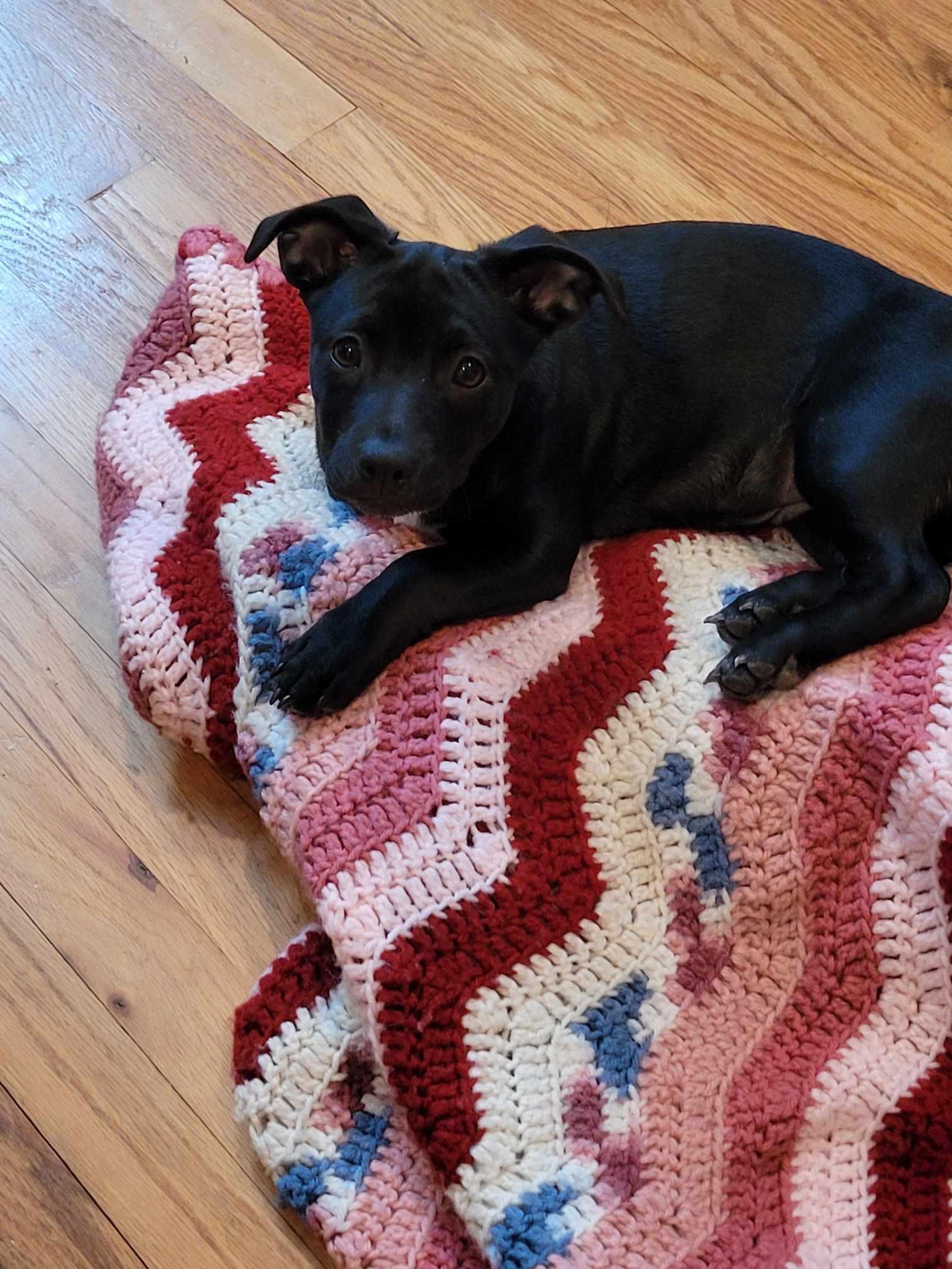 NOELLE, Adoptable, Young Female Maltese & Labrador Retriever.