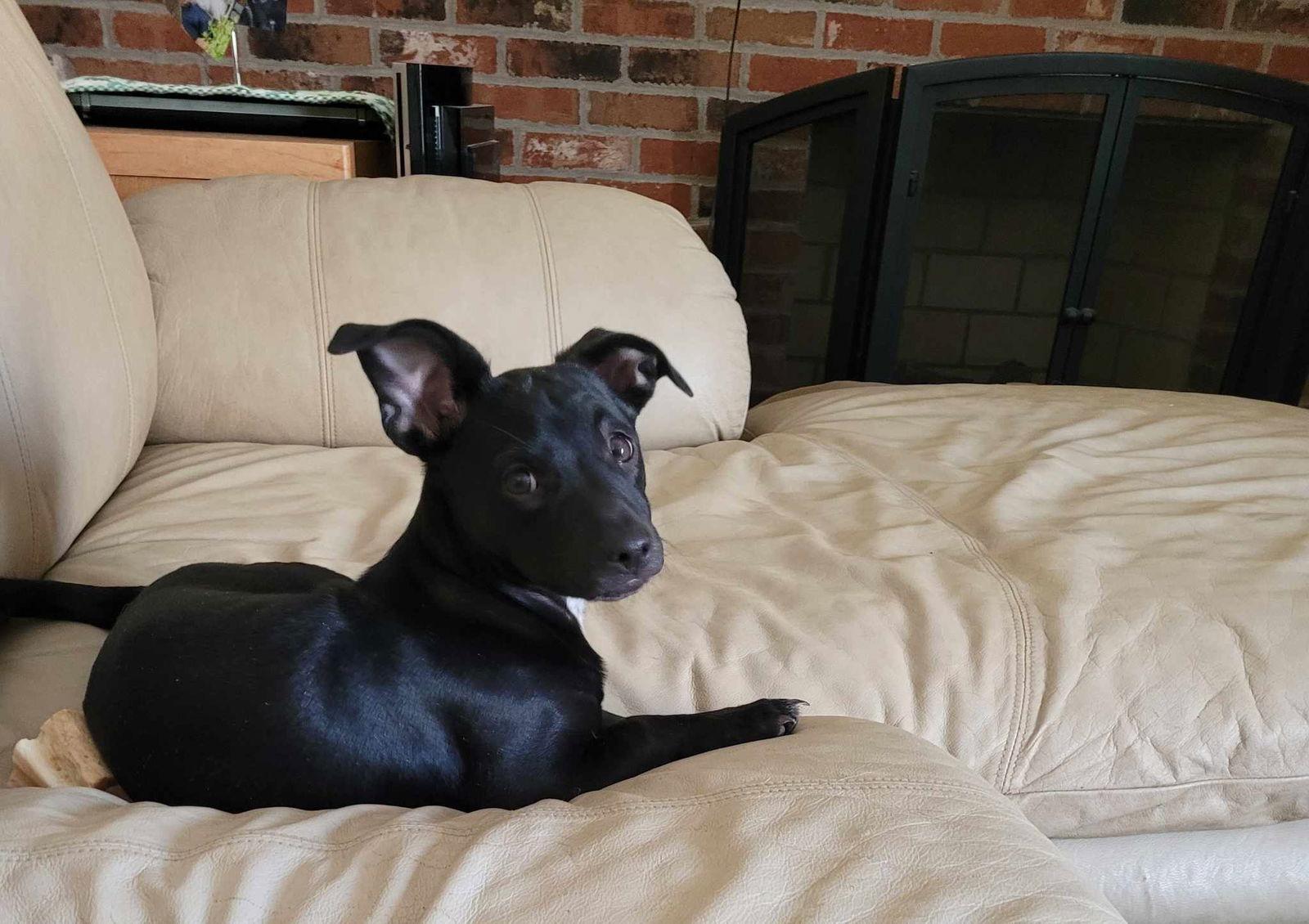 NOELLE, Adoptable, Young Female Maltese & Labrador Retriever.