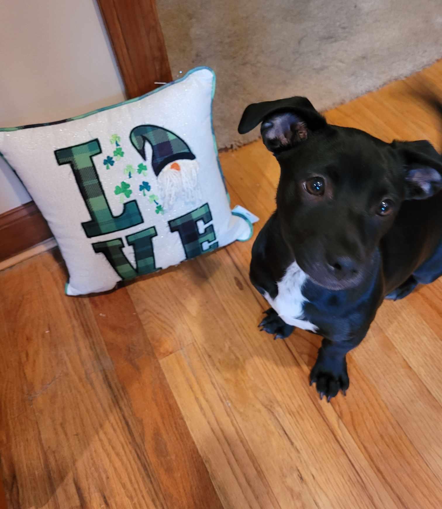 NOELLE, a Adoptable mixed breed in Pomfret Center, CT image 3/3