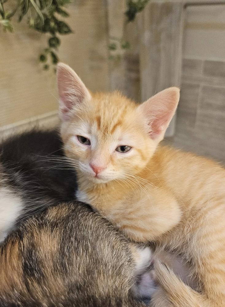 Enlarge Jonathan, a Adoptable Domestic Short Hair in Green Valley, AZ image 1/6