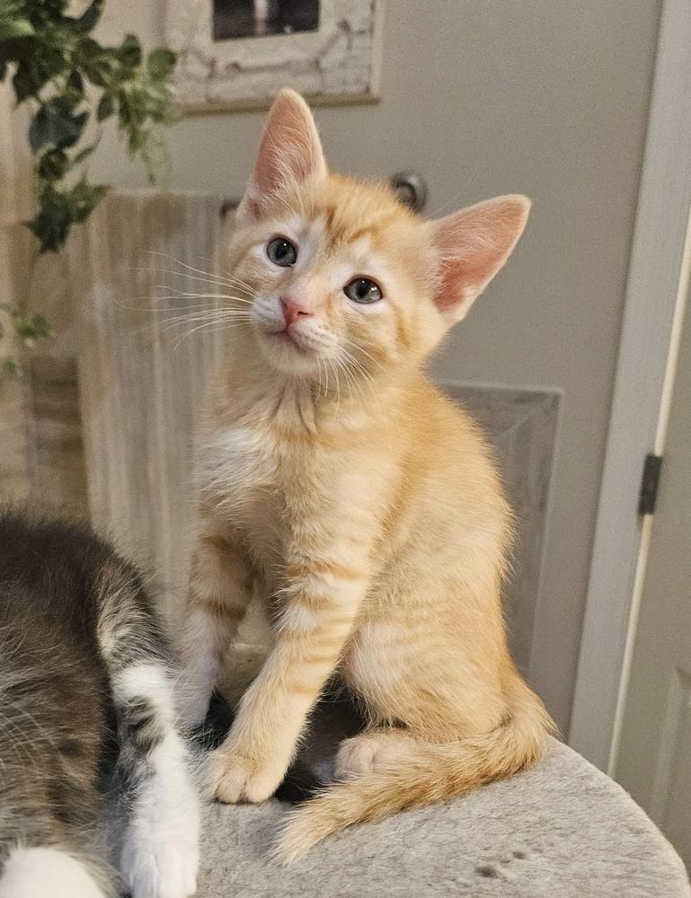 Enlarge Jonathan, a Adoptable Domestic Short Hair in Green Valley, AZ image 3/6