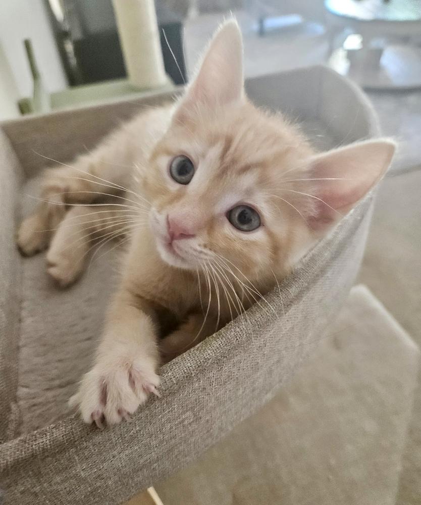 Enlarge Jonathan, a Adoptable Domestic Short Hair in Green Valley, AZ image 5/6